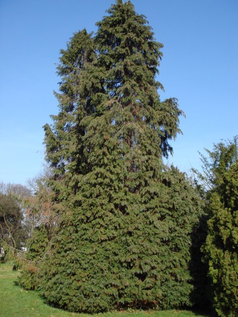Chamaecyparis lawsoniana 'Glauca' 2